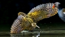 ���ɣ�˭��˭��