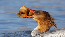 ����ϵ���ʳ