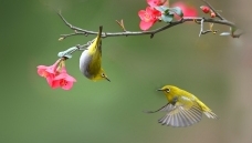 ��������-ϲ���