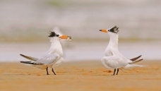 ���ķ���