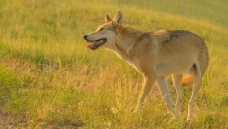 ϼ���е�΢Ц