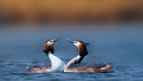 ��ͷ����