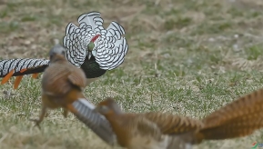 �׸�����