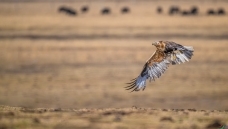 �������ԭ��