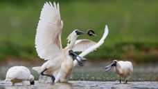 ��������