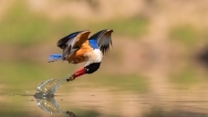 ���ѶȲ��㶯��