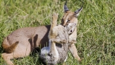 ��Ұ����