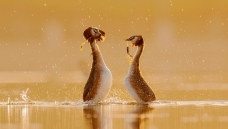 ��������