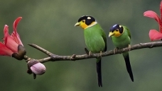 ľ��֦�ϵĳ�β������