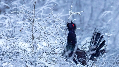 ����ӳѩ��һ������ ���������ɼ�