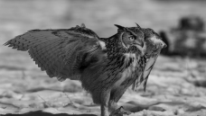 �µ�������