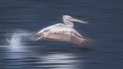 ���������ɡ�