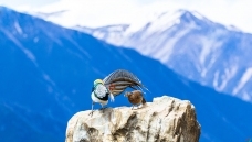 ��������