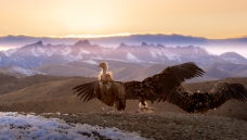 Ϧ������