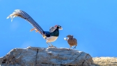 ����˫��