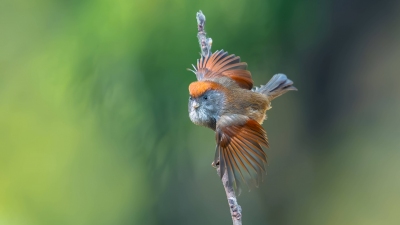 ��ŭ��С��