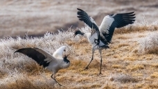 ��˪����