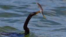 ������ؼ�