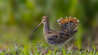 ��˲�����š�