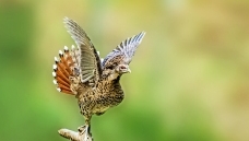 �׾���β��