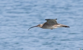 ����ȦѰ������