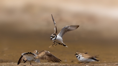 ����a���֮��