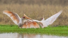 ��������