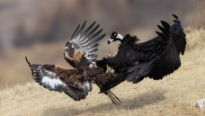 �ƾ�����