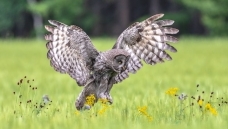 ����è�ͻ���