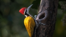 һ��һ����