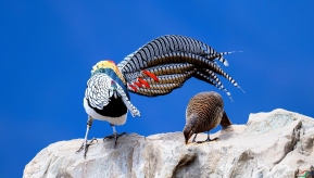 �׸�������ż��