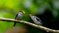 ����˿����