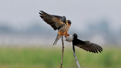 ��֦�ϴ򶷣�