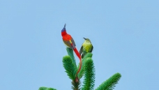 ��ɽ����