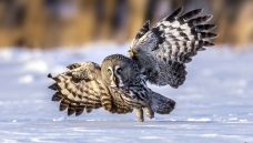 ��ԭ����