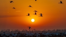 �ɺ�����---ף�й������������ڷɣ�ף����