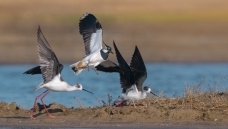 �ڳ᳤�������ͷ��