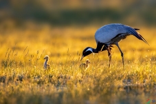 ��ɫ��ͯ��