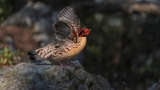 �Ƹ�������չ�����ɡ�