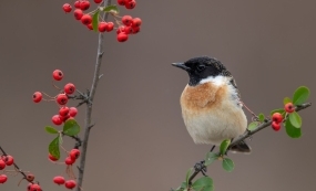 ������ĺں�ʯji����Լ�����Ķ�����ʹ