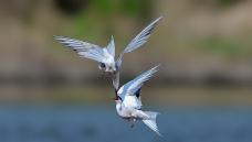 �ƿ��쿴������ɶ