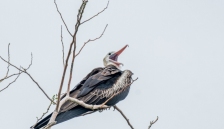 �׸�������