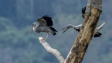 ǯ����