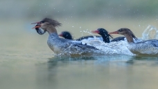 ��׷����