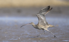 ���Ĵ����