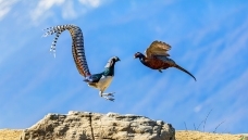 ���н���