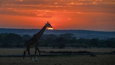 ��Ӱ����