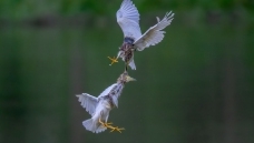 ֱ������