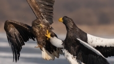 ��ʳ�ߵĽ���