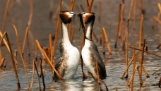 ��Ԩ̶�ķ�ͷ